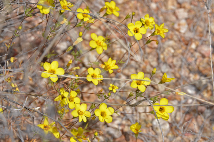 Leptosiphon aureus, Golden Desert-trumpets